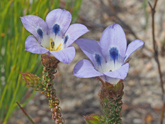 Roella ciliata