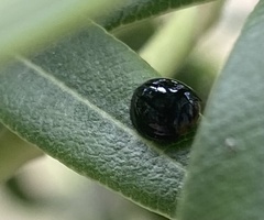 Chilocorus nigritus