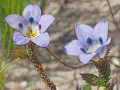 Roella ciliata