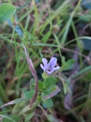 Bacopa monnieri