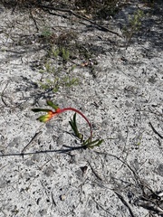 Anigozanthos manglesii