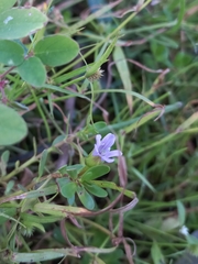 Bacopa monnieri