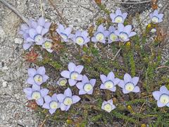Roella ciliata