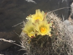 Coryphantha neglecta