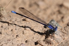 Argia funebris