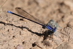 Argia funebris