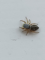 Heliophanus equester