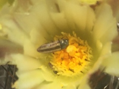 Acmaeodera quadrivittatoides