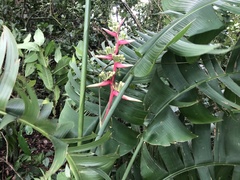 Heliconia latispatha