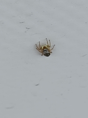 Heliophanus equester