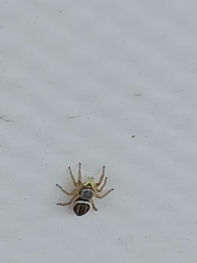 Heliophanus equester