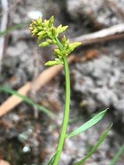 Stackhousia viminea