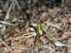 Caladenia verrucosa