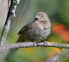 Canyon Towhee photo 4