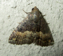 Eublemma nigrivitta