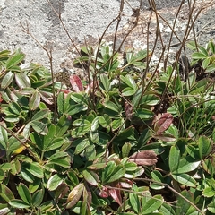 Sibbaldiopsis tridentata