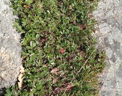 Sibbaldiopsis tridentata