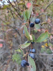 Berberis sphaerocarpa