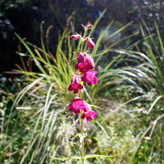 Penstemon roseus