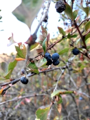 Berberis sphaerocarpa