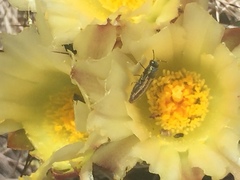 Acmaeodera quadrivittatoides
