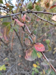 Berberis sphaerocarpa