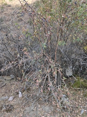 Berberis sphaerocarpa