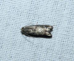 Epiblema strenuana