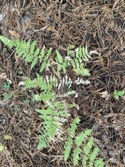 Pteridium aquilinum pubescens