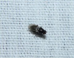 Sphaeroceridae