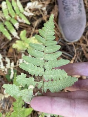 Pteridium aquilinum pubescens
