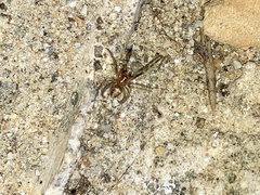 Cryptachaea veruculata