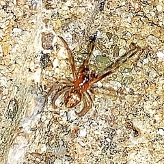 Cryptachaea veruculata