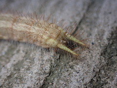 Amathusia phidippus