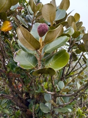 Magnolia