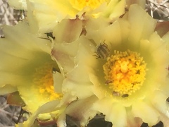 Acmaeodera quadrivittatoides