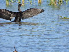 Phalacrocorax carbo