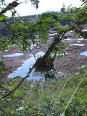 Stegodyphus sarasinorum