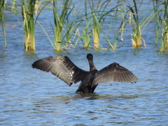 Phalacrocorax carbo