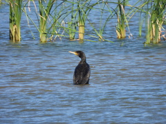Phalacrocorax carbo