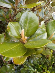 Magnolia