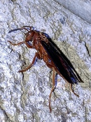Polistes rubiginosus