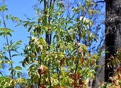 Sambucus cerulea