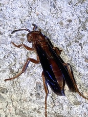 Polistes rubiginosus