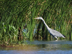Ardea cinerea