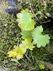 Romanzoffia sitchensis