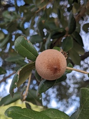 Disholcaspis cinerosa
