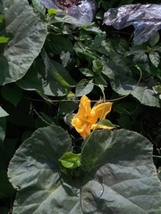 Cucurbita moschata