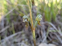 Pterostylis pusilla
