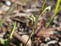 Pterostylis pusilla